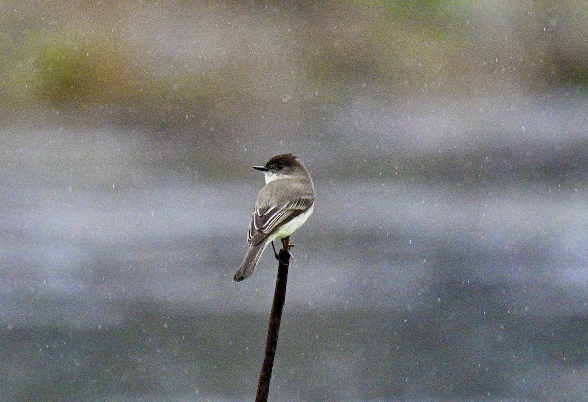 Eastern Phoebe - ML646586492