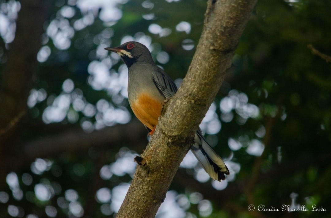 Western Red-legged Thrush - ML646586493