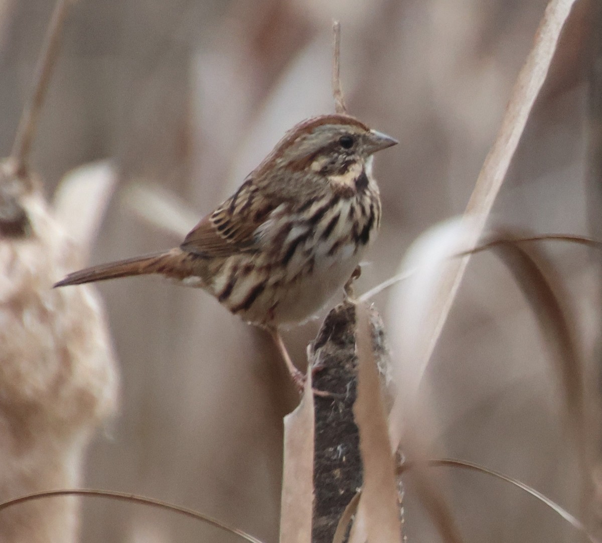 Song Sparrow - ML646586494