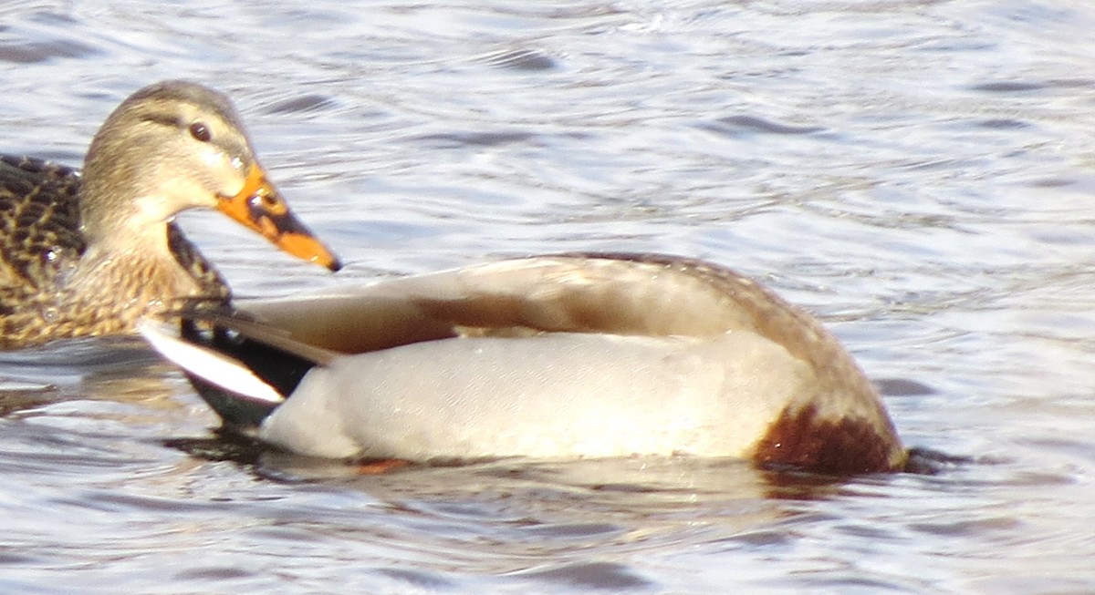 Basahatea - ML646586495