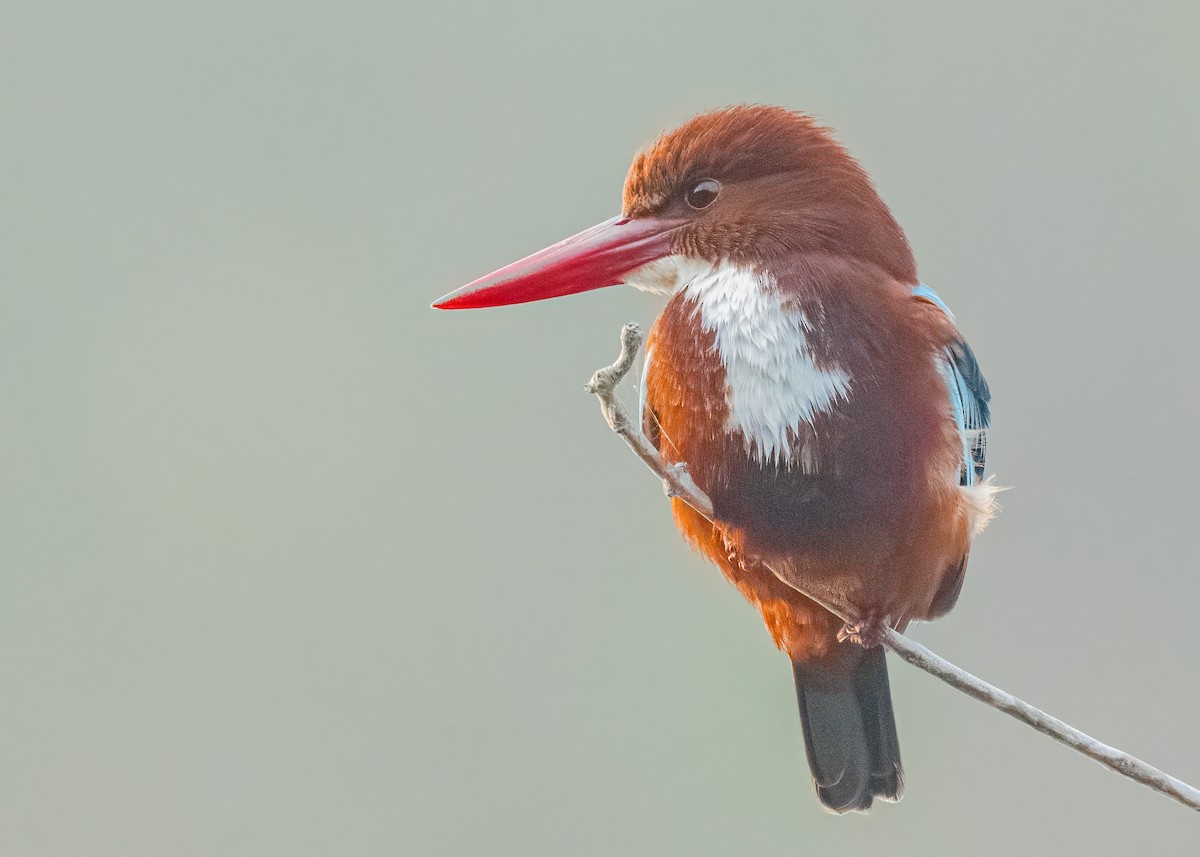 White-throated Kingfisher - ML646586496