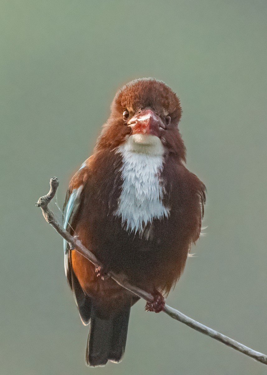 White-throated Kingfisher - ML646586497