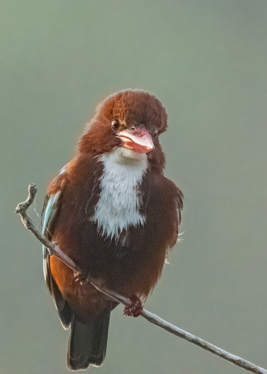 White-throated Kingfisher - ML646586498