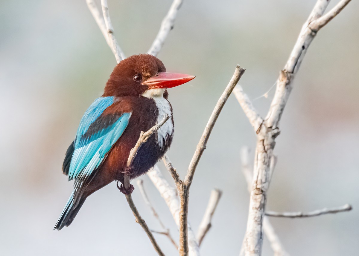 White-throated Kingfisher - ML646586499