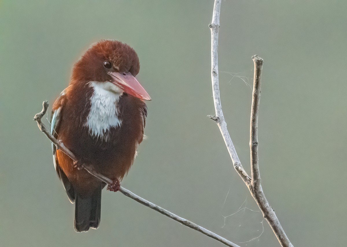 White-throated Kingfisher - ML646586500