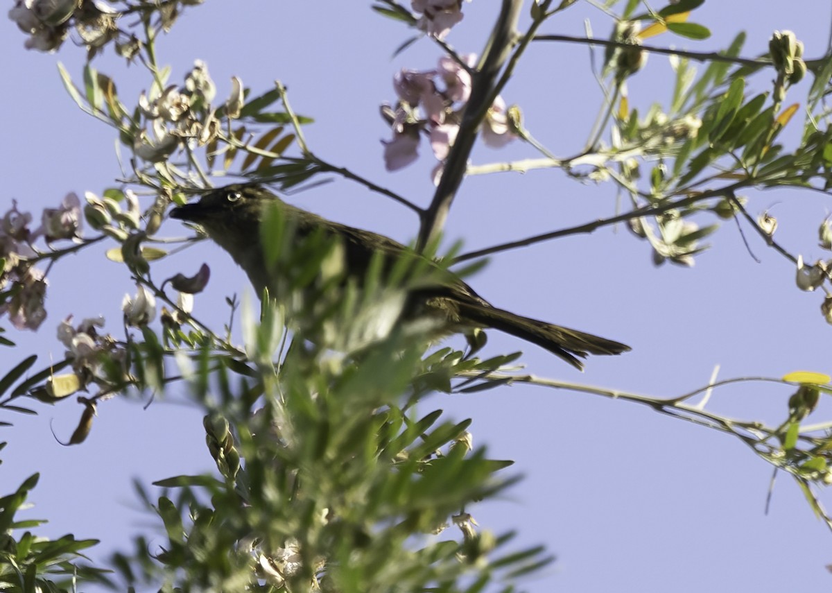 Sombre Greenbul - ML646586501