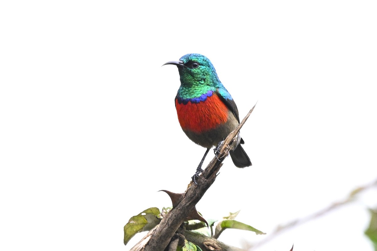 Eastern Double-collared Sunbird - ML646586503