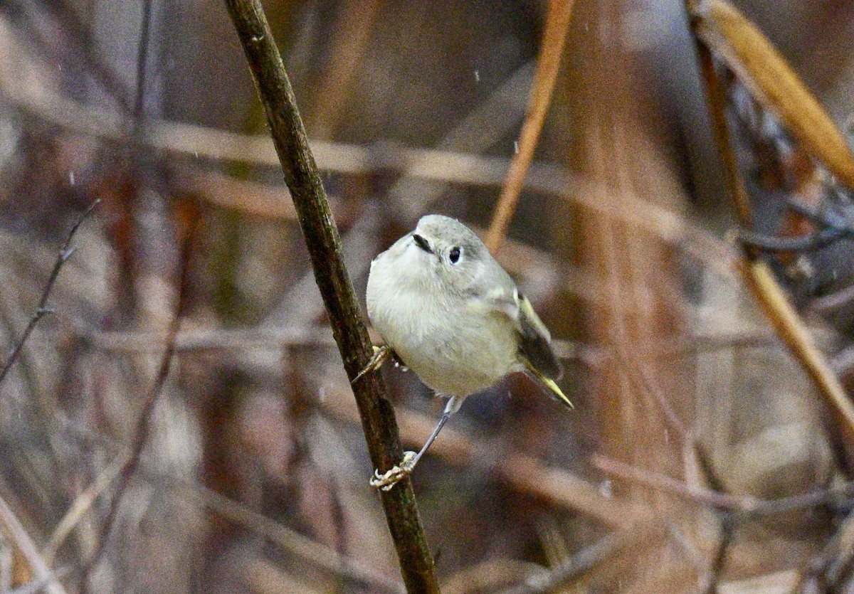 Erregetxo mottogorria - ML646586504