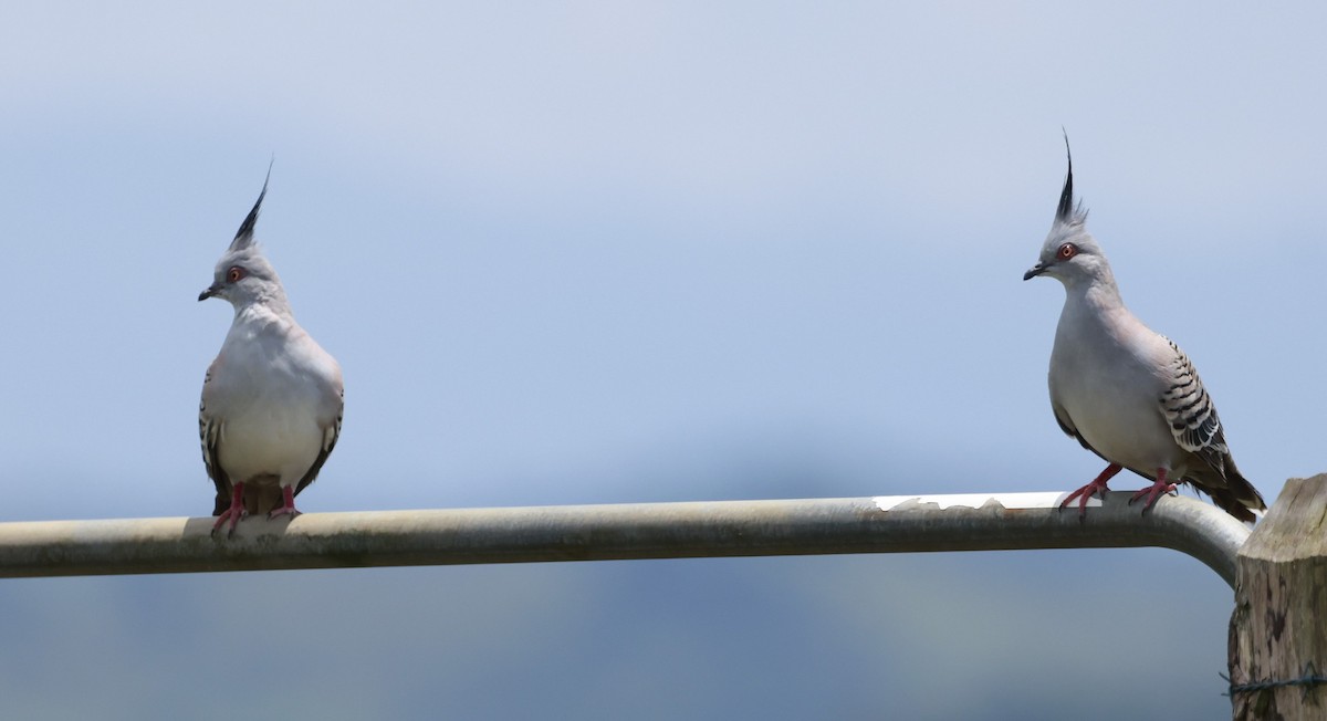 Crested Pigeon - ML646586505