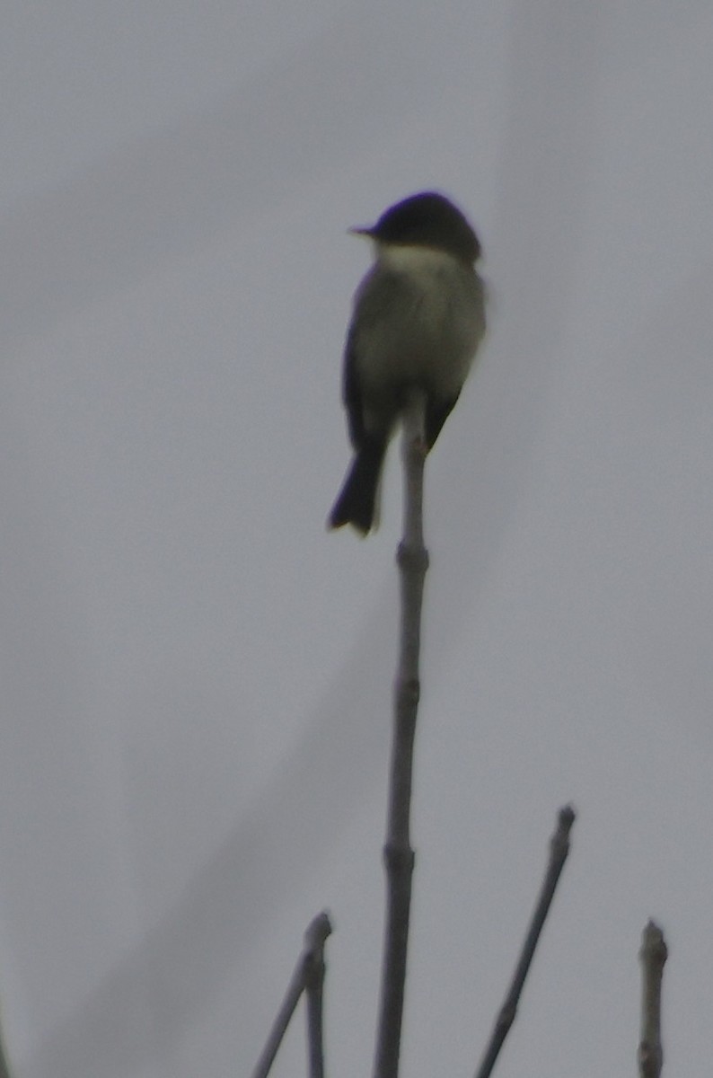Eastern Phoebe - ML646586509
