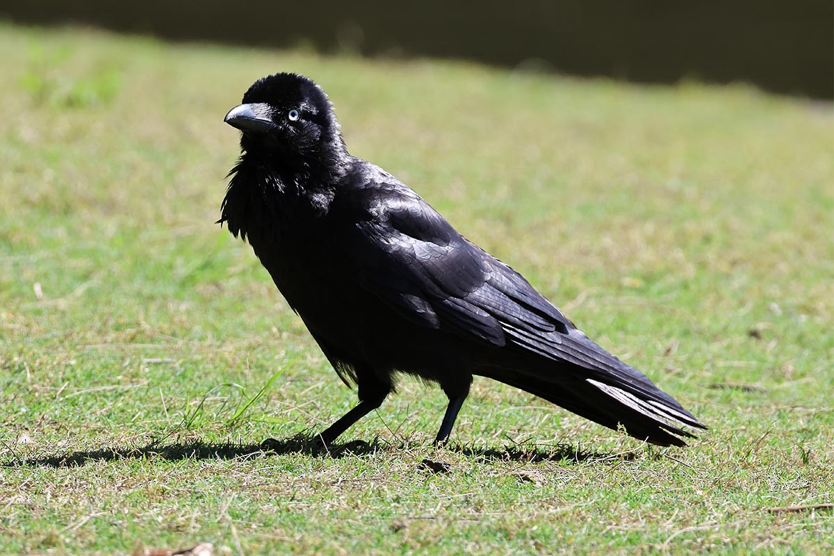 Australian Raven - ML646586511
