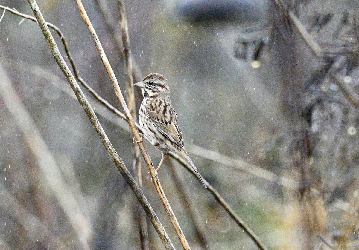 Song Sparrow - ML646586512