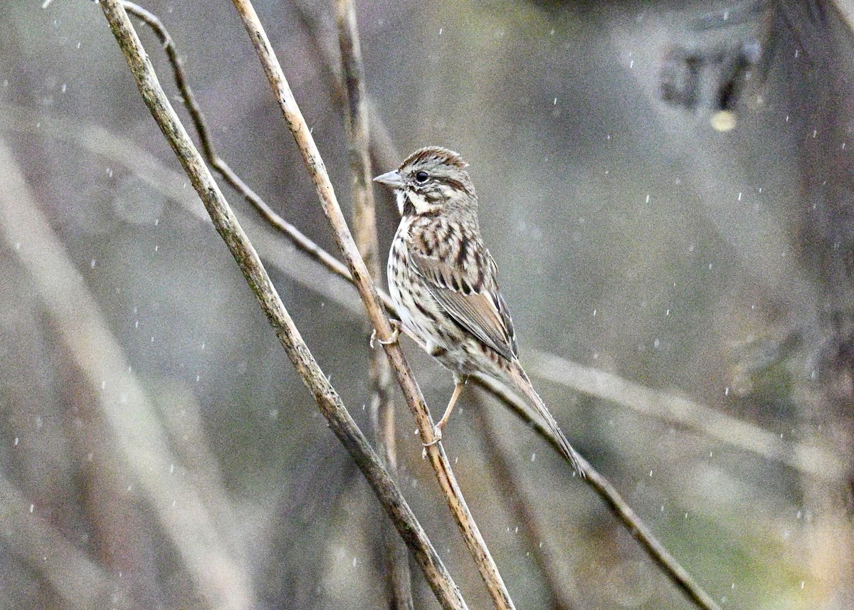 Song Sparrow - ML646586513