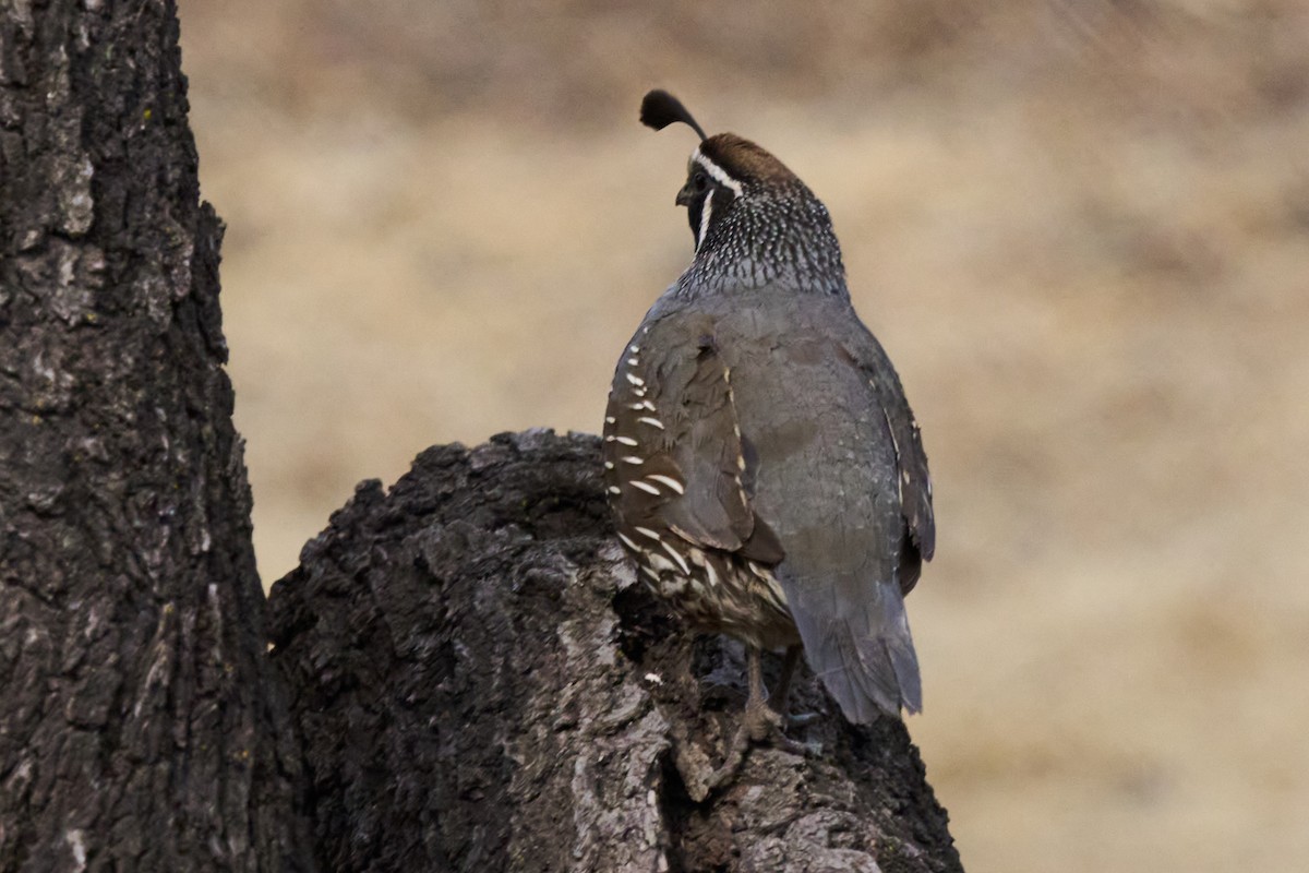 Galeper kaliforniarra - ML646586514
