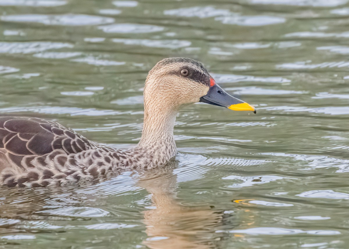 Indian Spot-billed Duck - ML646586516