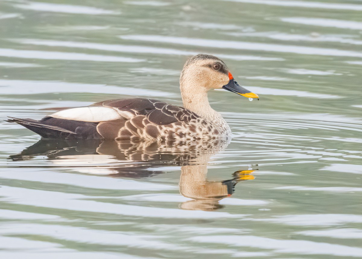 Indian Spot-billed Duck - ML646586517