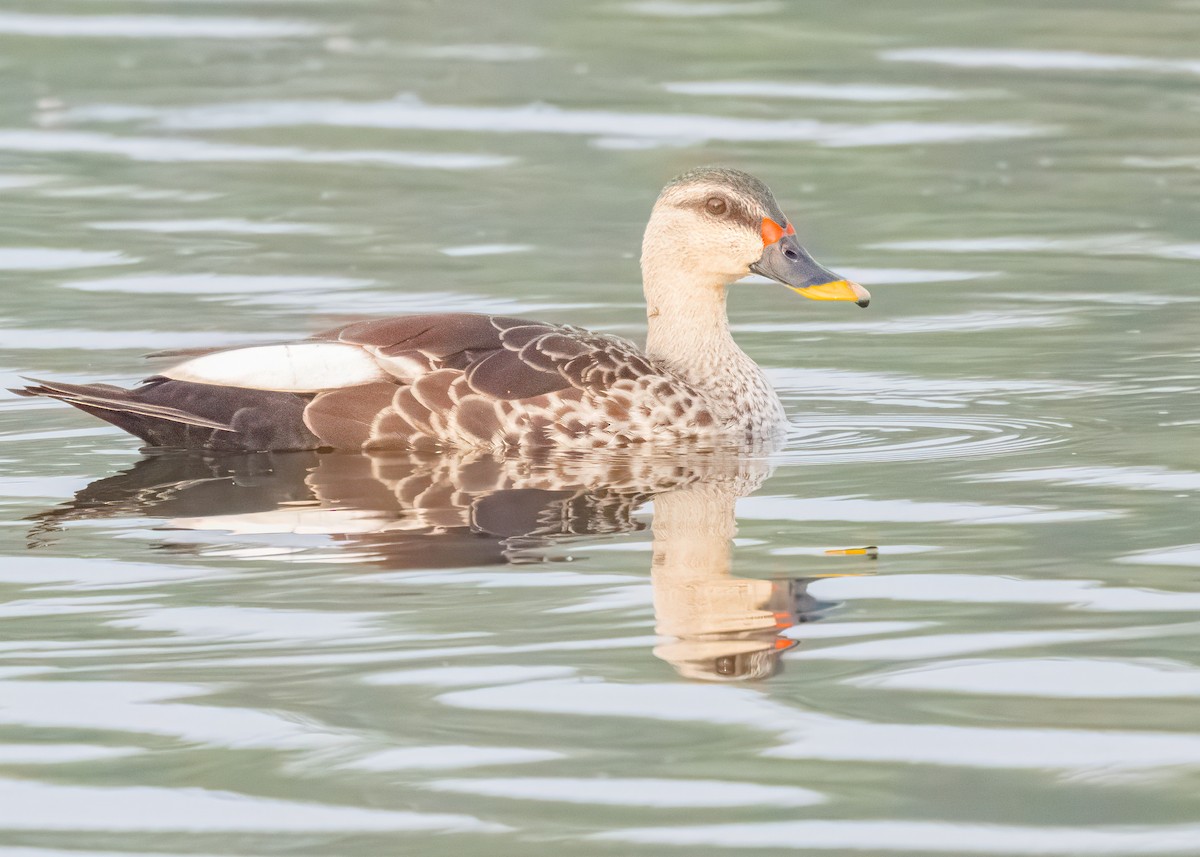 Indian Spot-billed Duck - ML646586518
