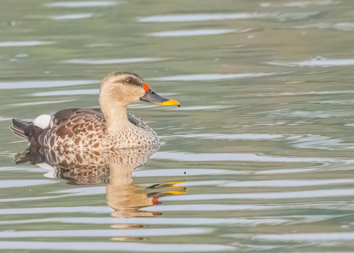 Indian Spot-billed Duck - ML646586519
