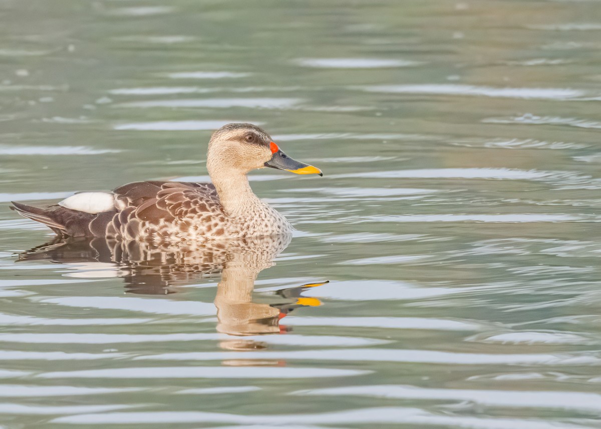 Indian Spot-billed Duck - ML646586520