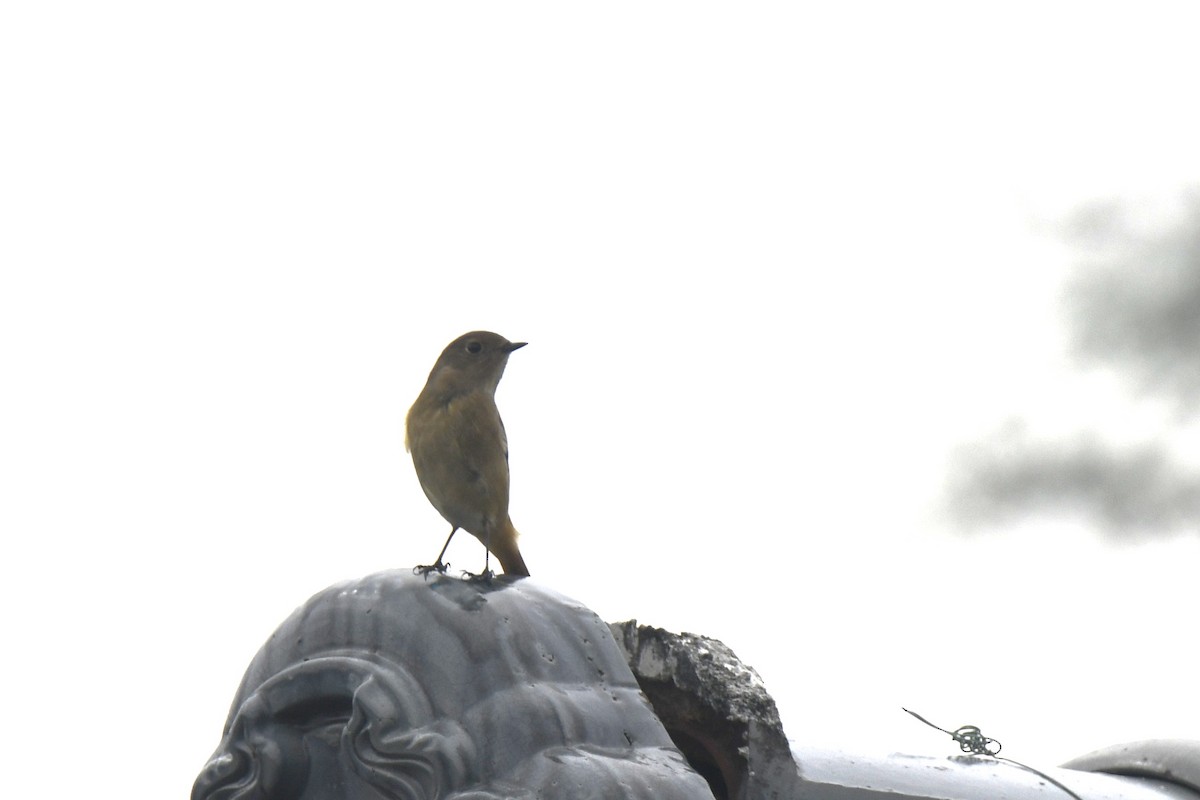 Buztangorri dauriarra - ML646586522