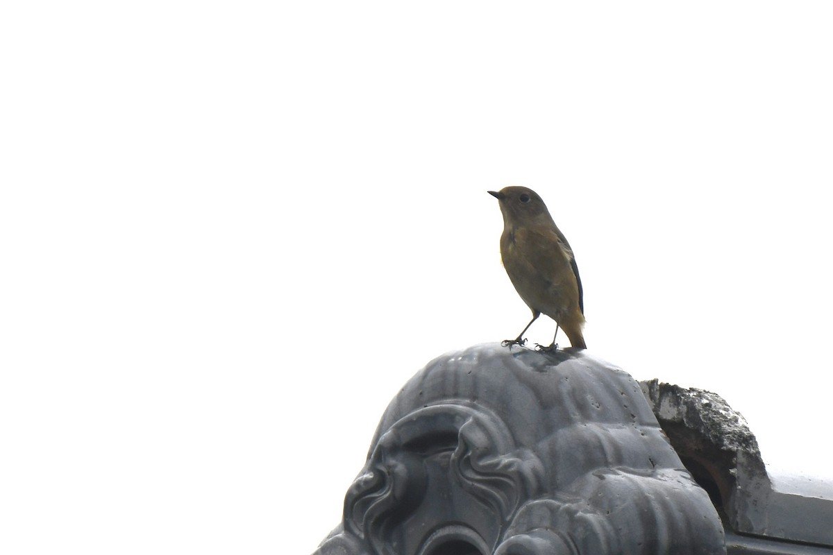 Buztangorri dauriarra - ML646586523