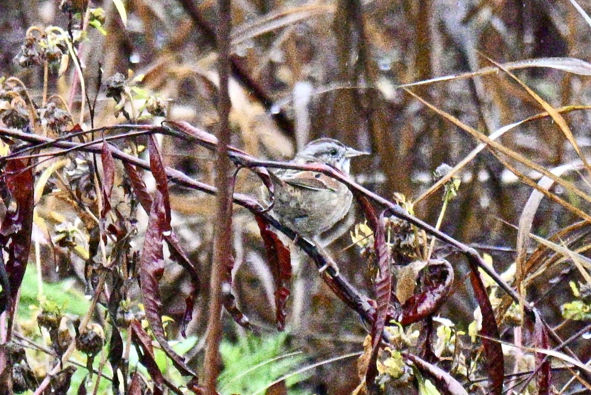 Swamp Sparrow - ML646586524