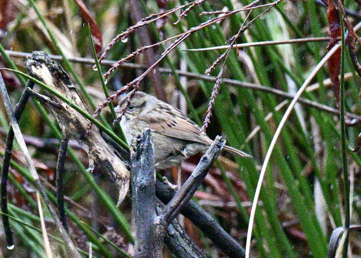 Swamp Sparrow - ML646586525