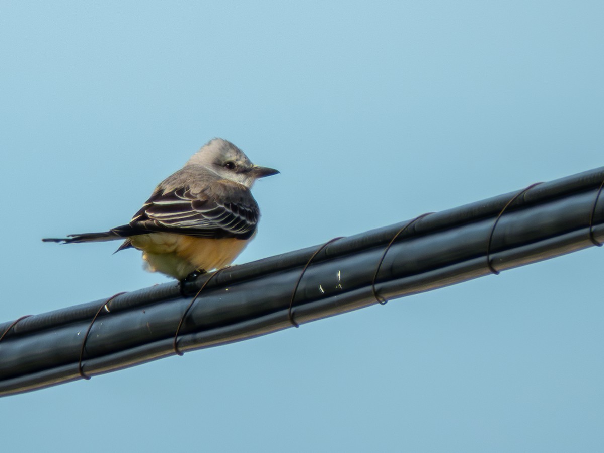 Scissor-tailed Flycatcher - ML646586527