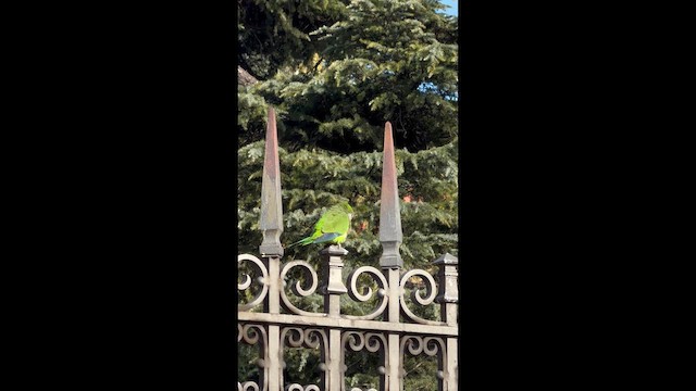 mníšek šedý - ML646586535