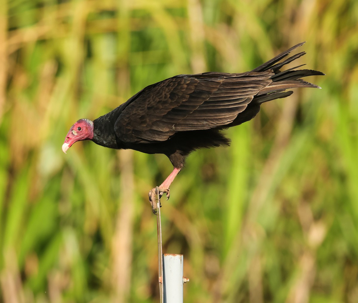 Turkey Vulture - ML646586536