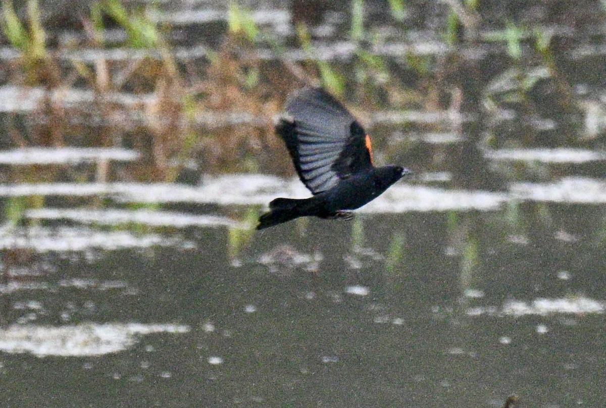 Red-winged Blackbird - ML646586538