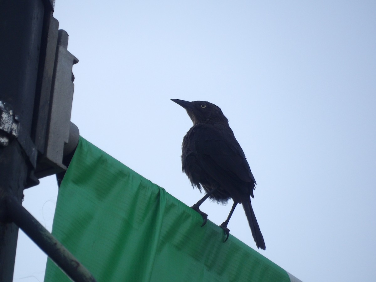 Carib Grackle - ML646586539