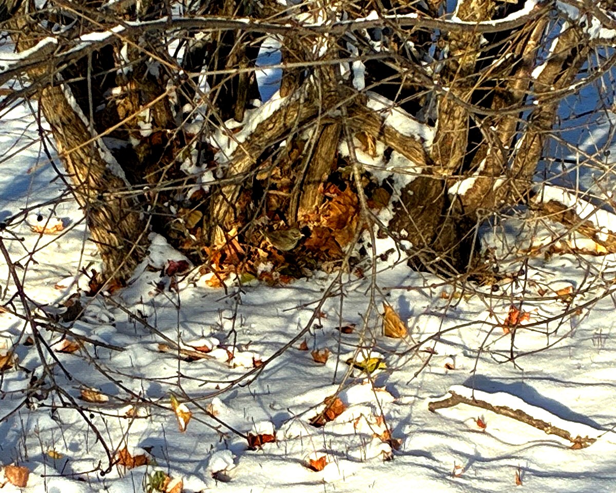 Lincoln's Sparrow - ML646586540