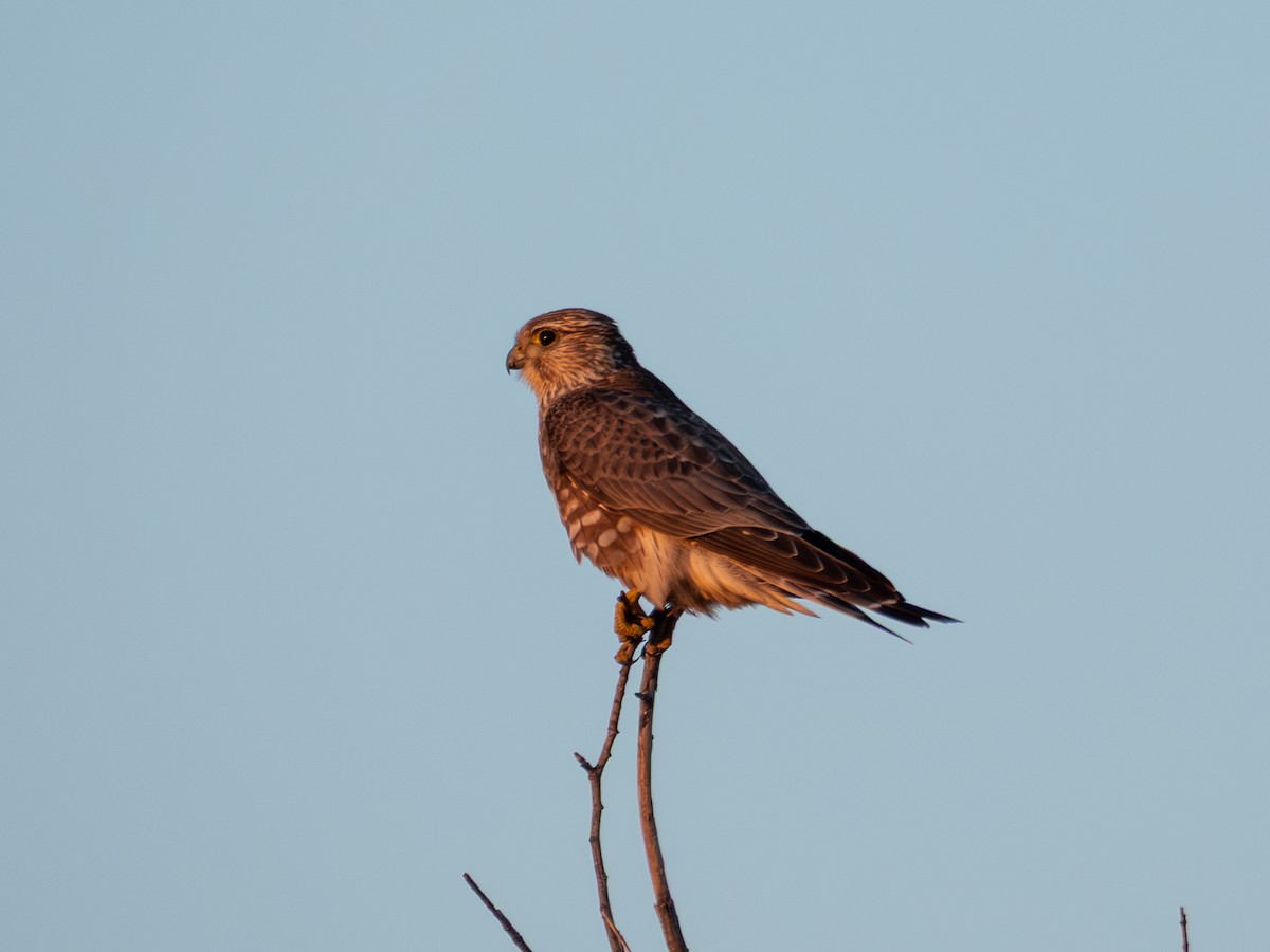 dřemlík tundrový - ML646586541