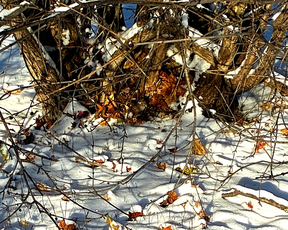 Lincoln's Sparrow - ML646586542