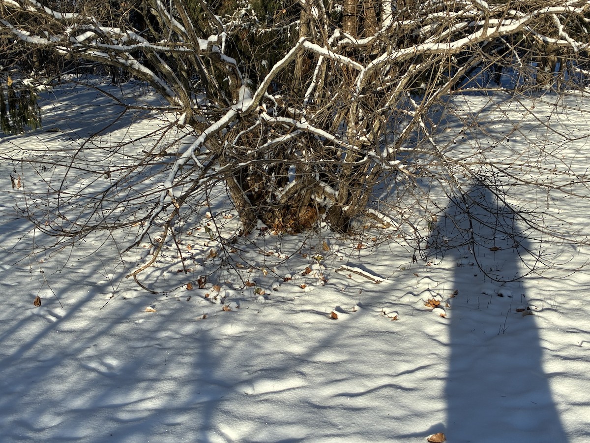 Lincoln's Sparrow - ML646586543