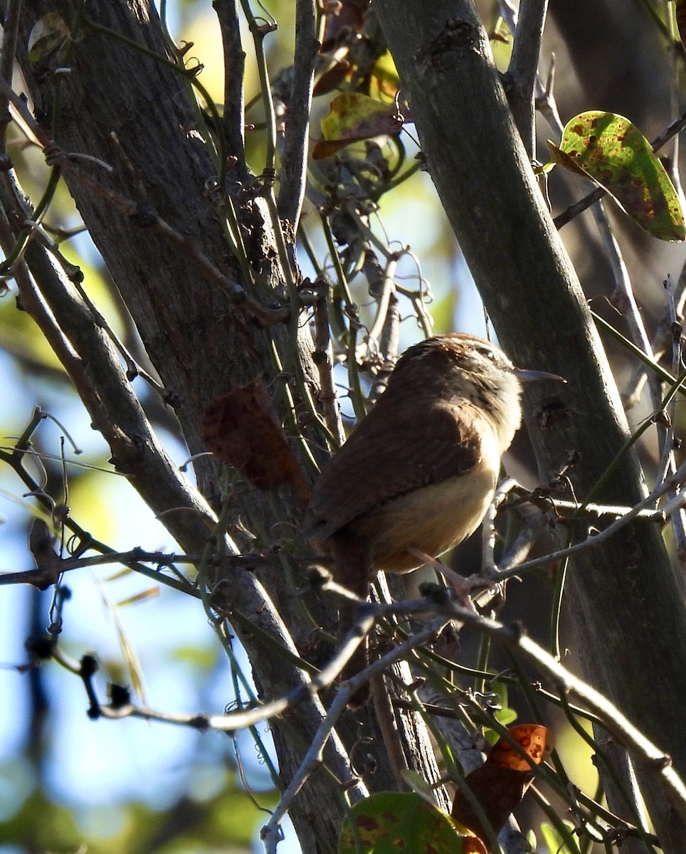 Carolina Wren - ML646586546