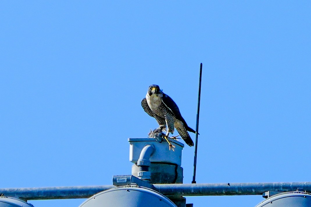 Сапсан - ML646586547