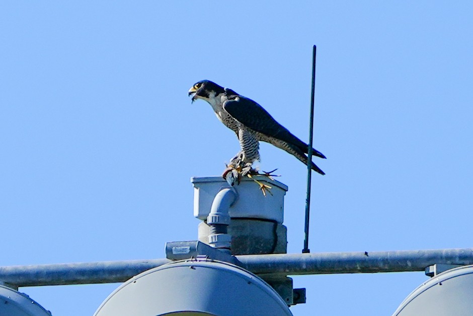 Сапсан - ML646586548