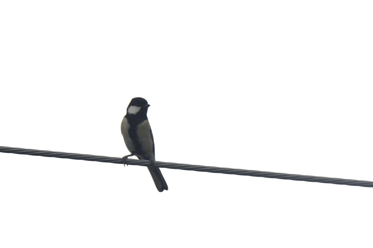 Asian Tit - ML646586550