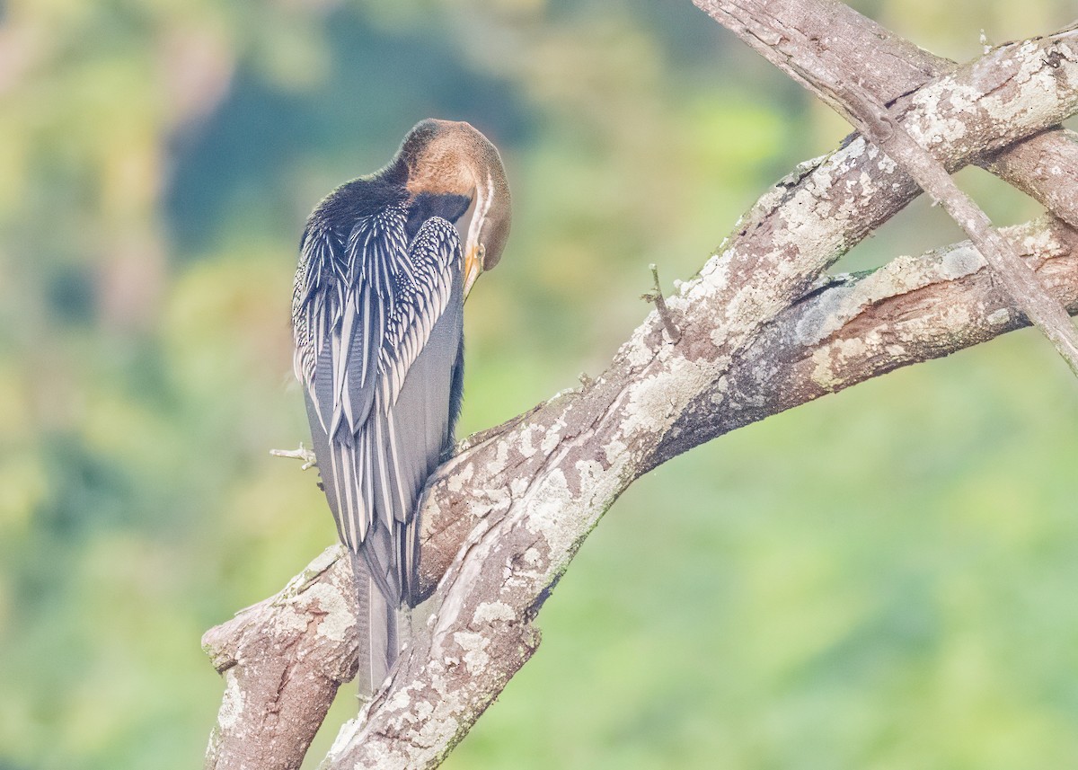Oriental Darter - ML646586552