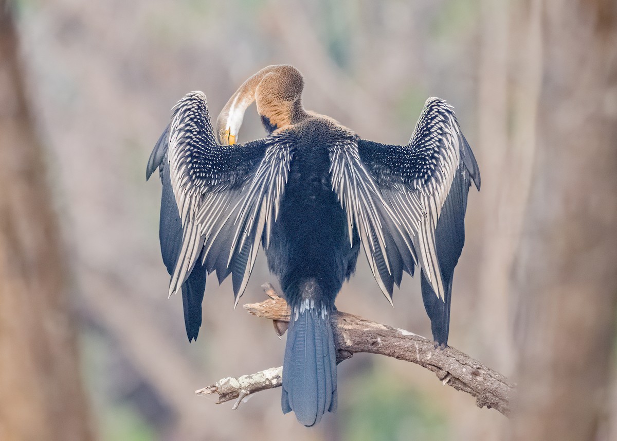 Oriental Darter - ML646586553
