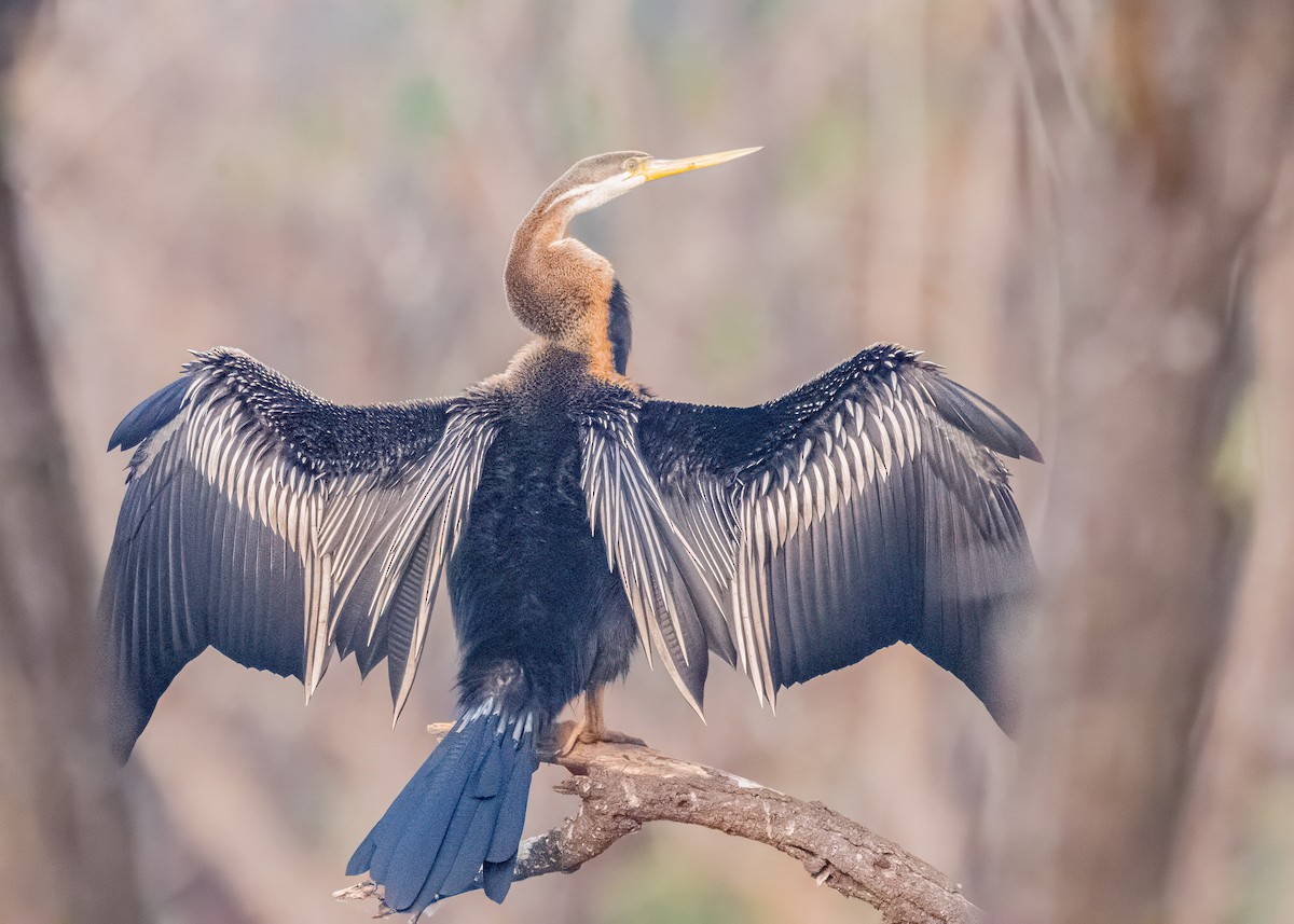 Oriental Darter - ML646586554