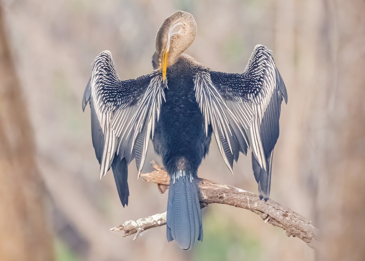 Oriental Darter - ML646586555