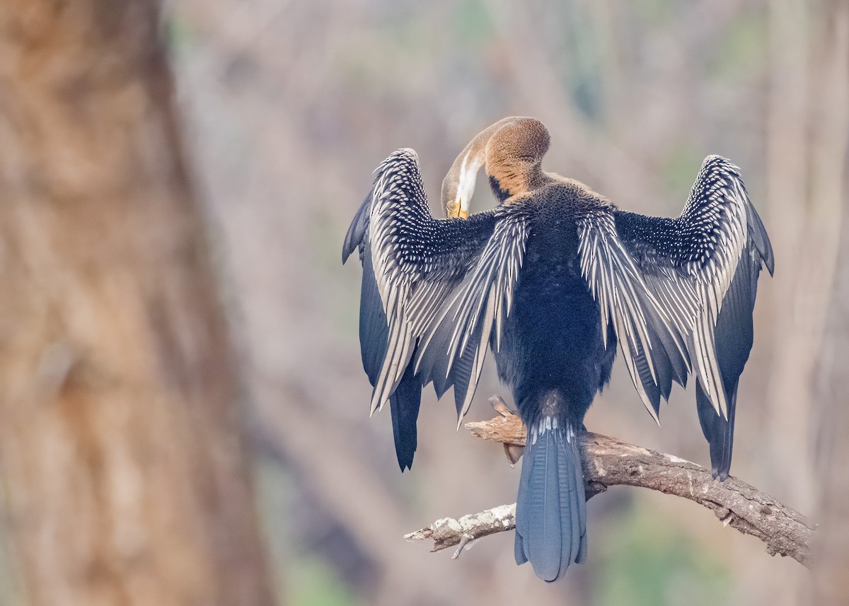Oriental Darter - ML646586556