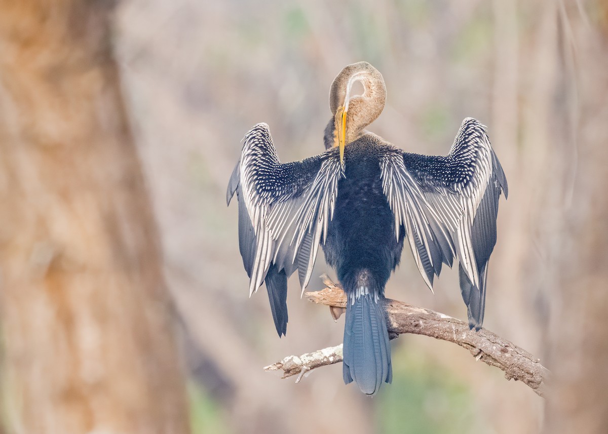 Oriental Darter - ML646586557