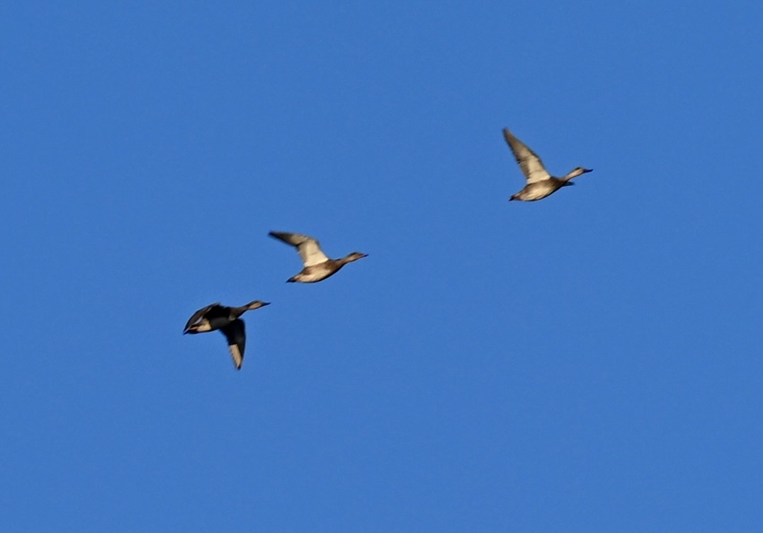 Canapiglia - ML646586559