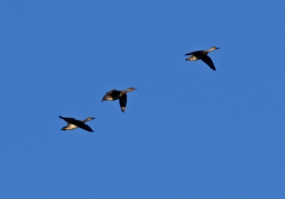 Canapiglia - ML646586560