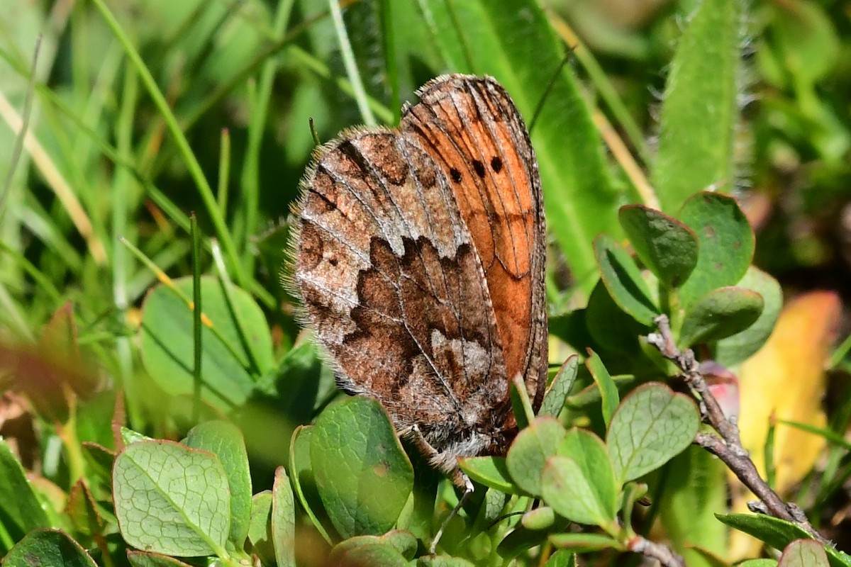 Dewy Ringlet - ML646586561