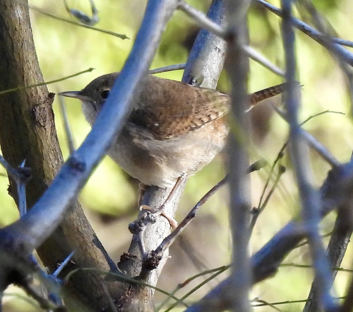 Northern House Wren - ML646586562